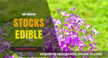 Can You Eat Scented Stocks? Exploring Edibility and Safety Tips