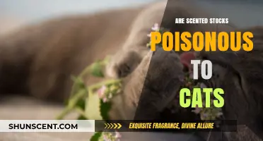 Are Scented Stocks Poisonous to Cats? A Safety Guide