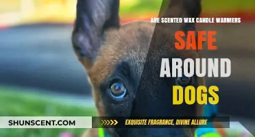 Are Scented Wax Candle Warmers Safe for Dogs?