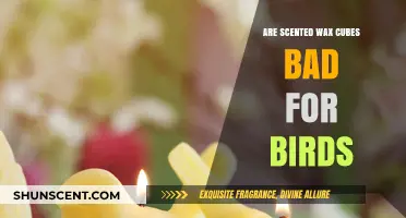 Scented Wax Cubes and Birds: Potential Risks and Safe Alternatives