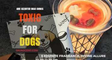 Are Scented Wax Cubes Toxic for Dogs? What Pet Owners Need to Know