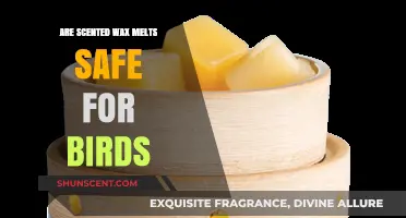 Are Scented Wax Melts Bird-Safe? A Pet Owner's Guide