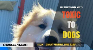 Are Scented Wax Melts Safe for Dogs? Potential Toxicity Explained