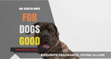 Are Scented Wipes Safe for Dogs? Pros, Cons, and Tips