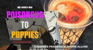 Are Scents Wax Melts Safe for Puppies? A Pet Owner's Guide