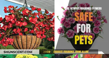 Are Scentsy Fragrance Flowers Pet-Safe?