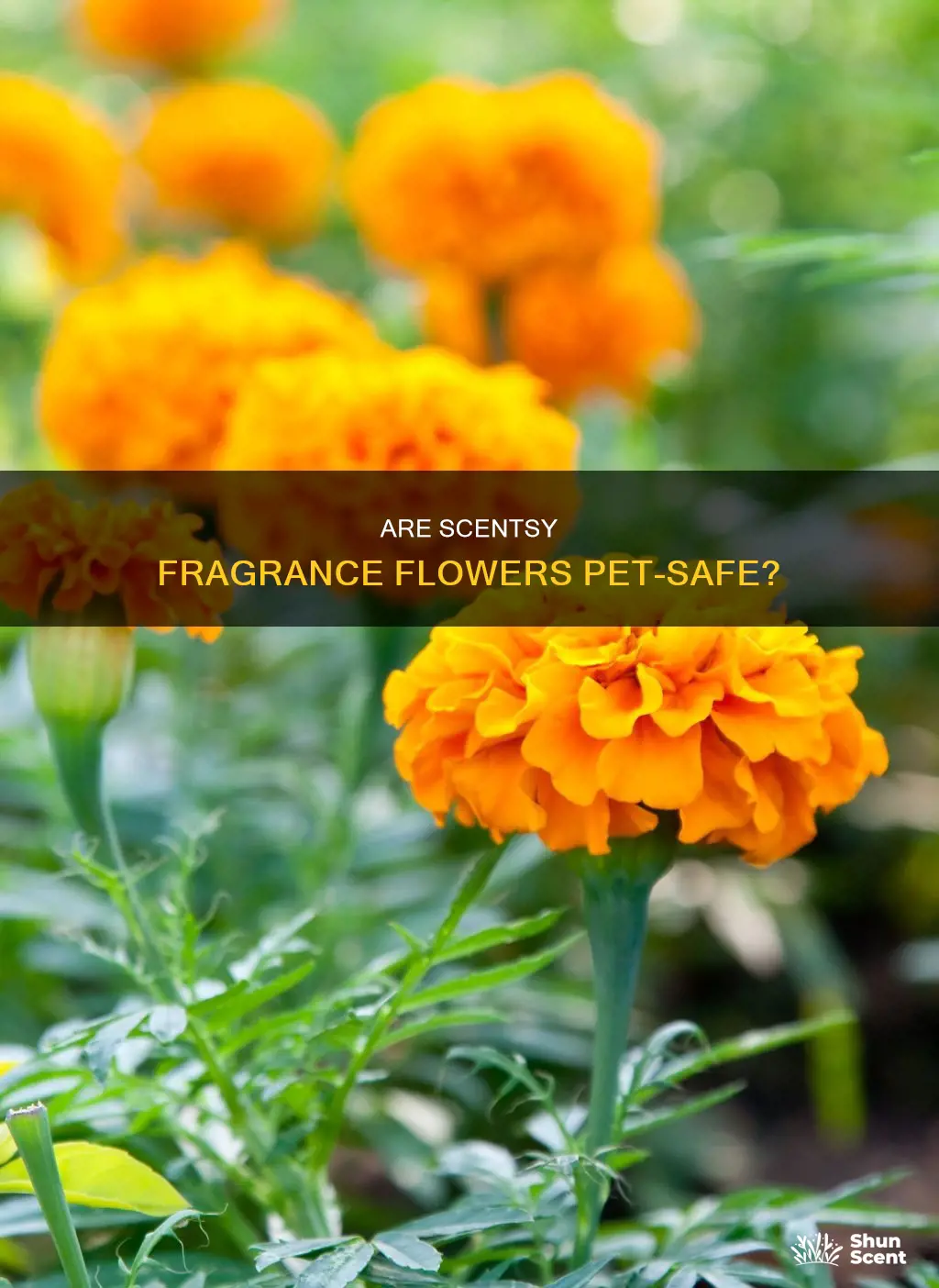 are scentsy fragrance flowers safe for pets