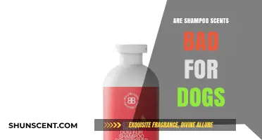 Are Shampoo Scents Harmful to Dogs? What Pet Owners Need to Know