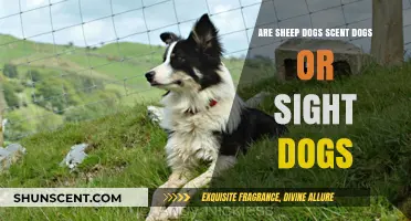 Sheep Dogs: Scent or Sight? Unraveling Their Hunting Instincts