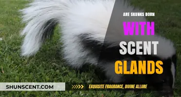 Do Skunks Have Scent Glands at Birth? Uncovering the Truth