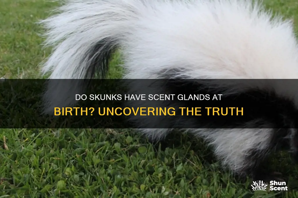 are skunks born with scent glands