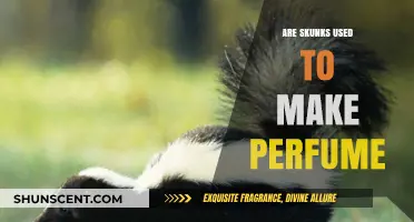 The Smelly Skunk: A Perfume Ingredient?