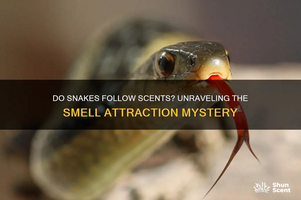 are snakes attracted to scents