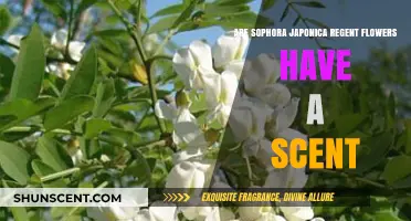 Do Sophora Japonica Regent Flowers Have a Scent? Find Out