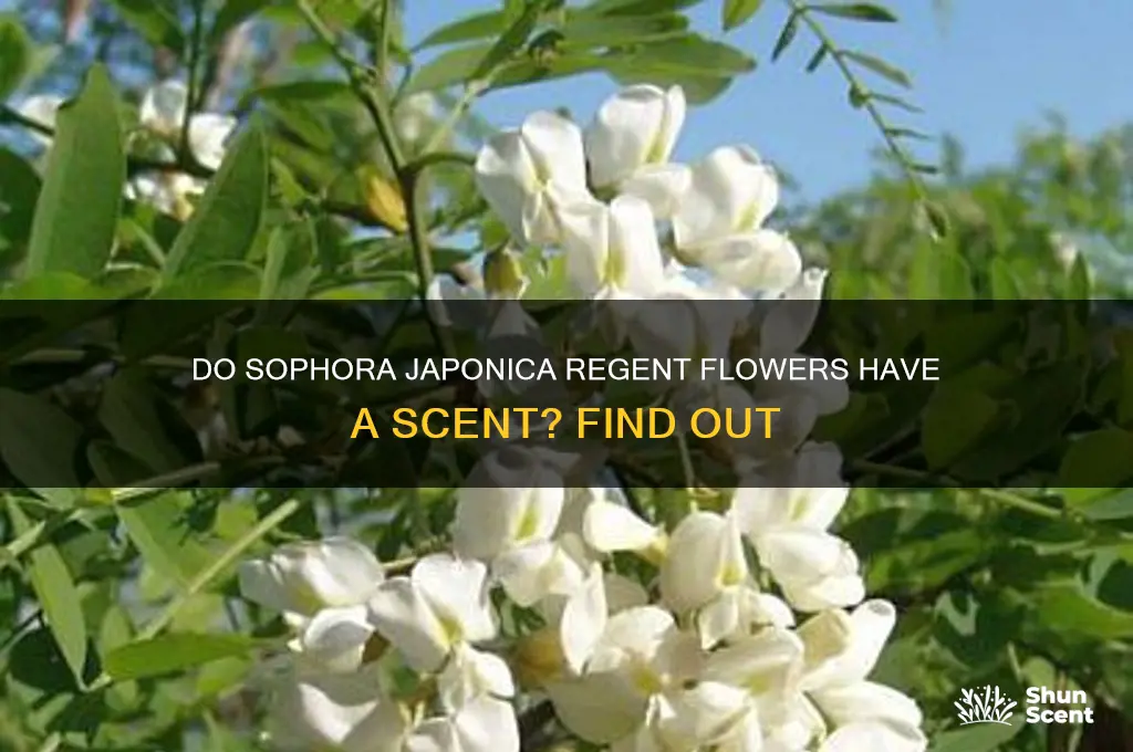 are sophora japonica regent flowers have a scent