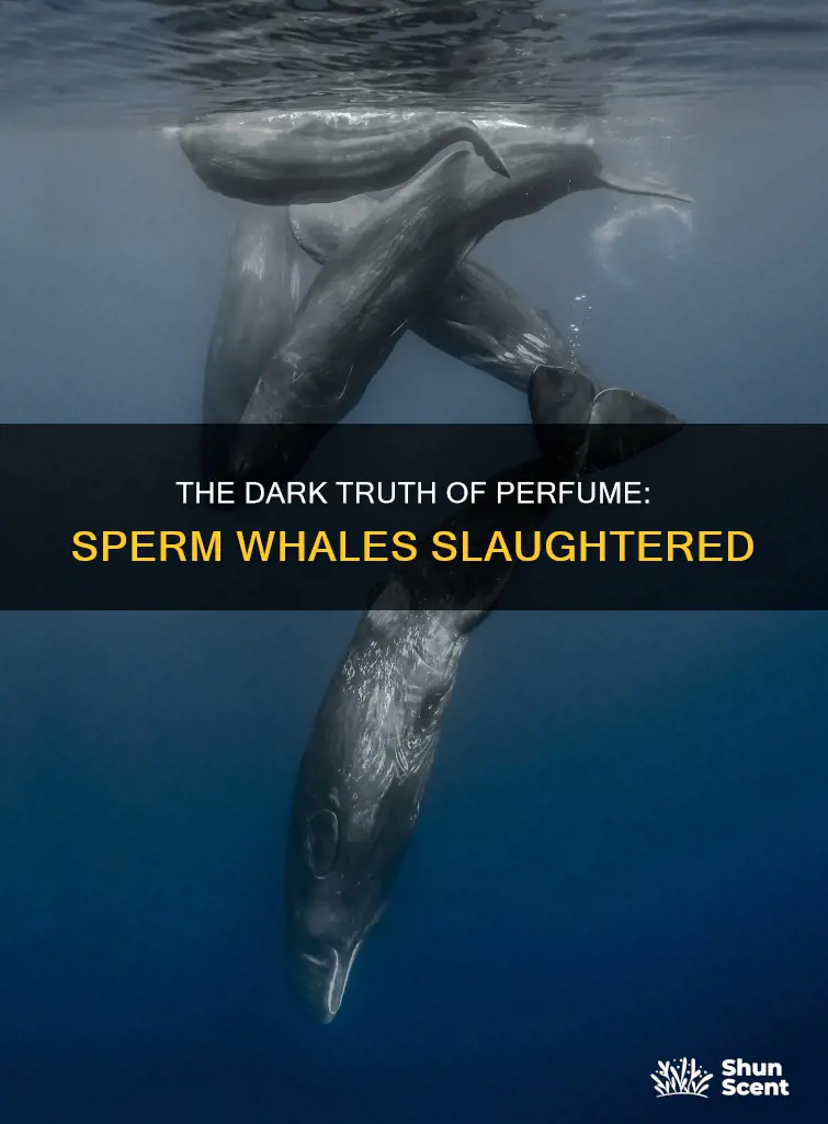 are sperm whales killed for perfume