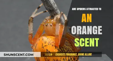 Do Orange Scents Attract Spiders? Unraveling the Citrus Connection