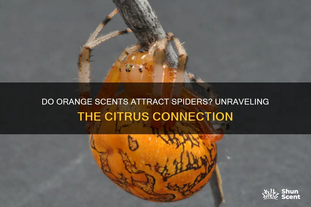 are spiders attracted to an orange scent