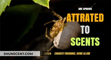 Do Spiders Follow Scents? Unraveling the Smell Attraction Mystery
