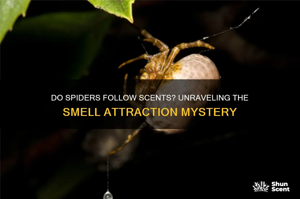 are spiders attrated to scents