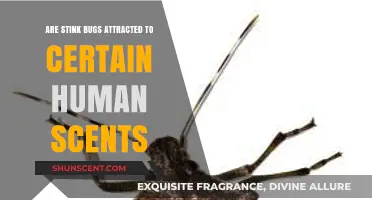 Do Stink Bugs Target Humans Based on Specific Body Scents?