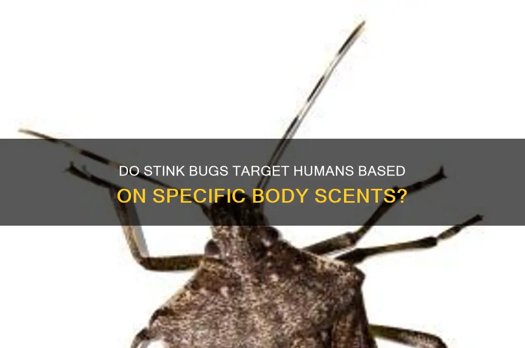 are stink bugs attracted to certain human scents