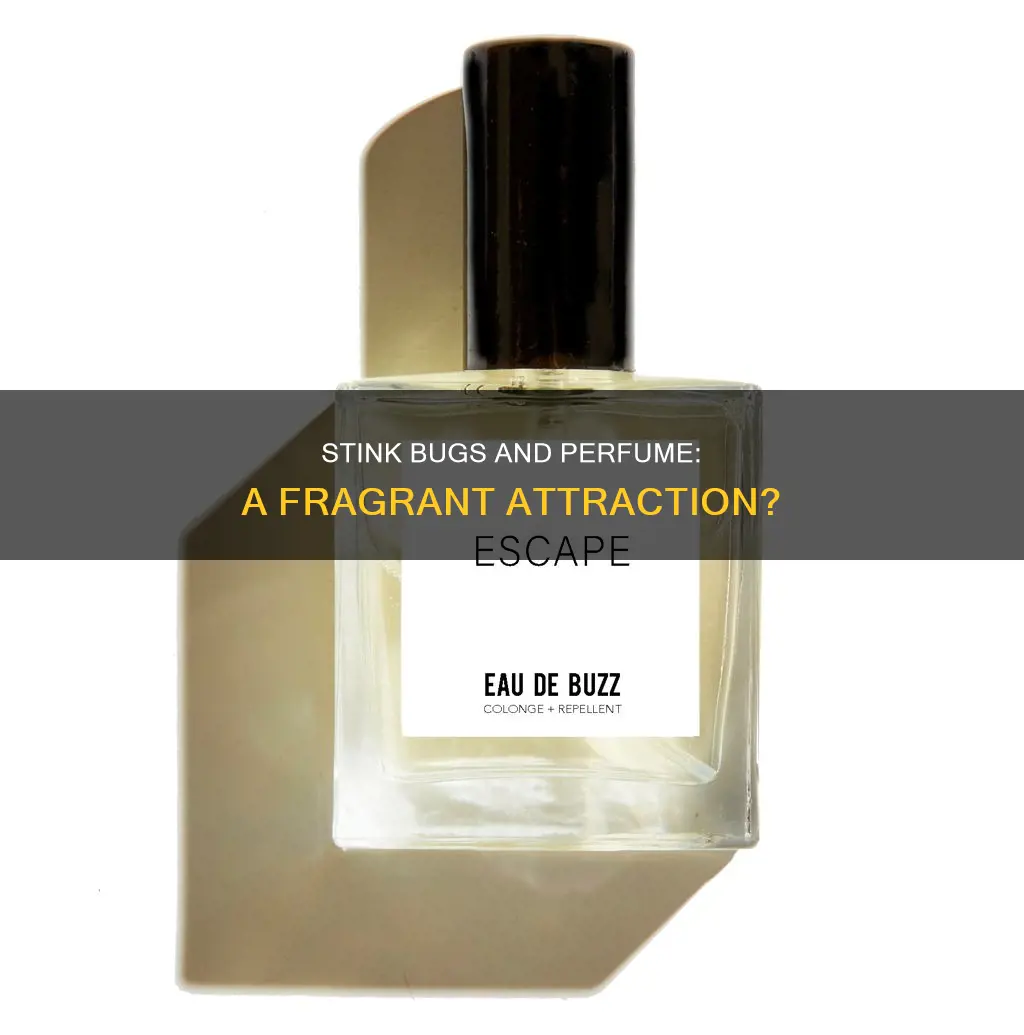 are stink bugs attracted to perfume