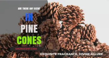 Do Pine Cones Have a Scent? Uncovering Nature's Aromatic Secrets