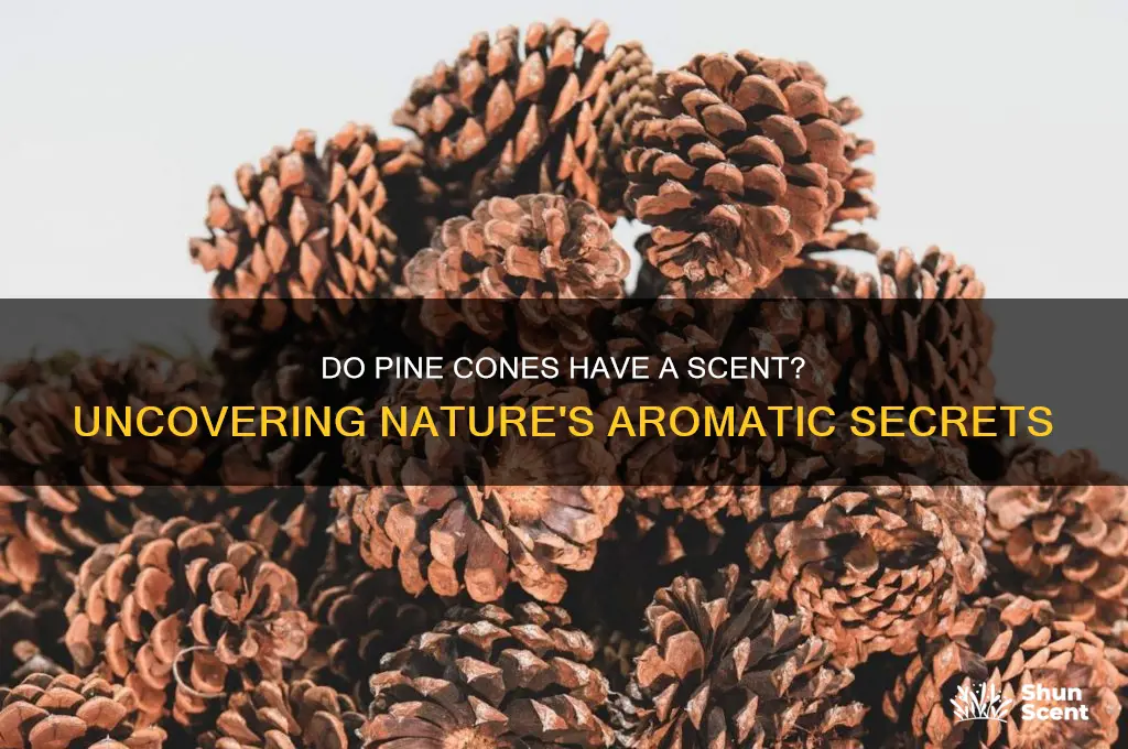 are there any scent in pine cones