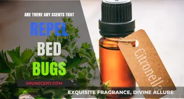 Scents to Repel Bed Bugs: Natural Remedies and Effective Solutions