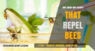 Scents That Repel Bees: Natural Ways to Keep Them Away