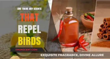 Scents That Repel Birds: Effective Aromas to Keep Them Away
