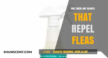 Natural Flea Repellents: Scents That Keep Fleas at Bay