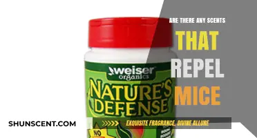 Natural Scents That Repel Mice: Effective Aromas to Keep Rodents Away