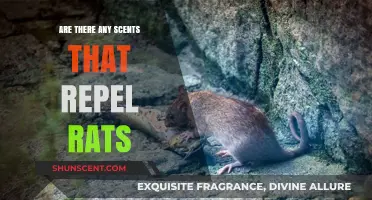 Effective Scents to Repel Rats: Natural Solutions for Rodent Control