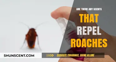 Natural Roach Repellents: Scents That Keep Cockroaches at Bay