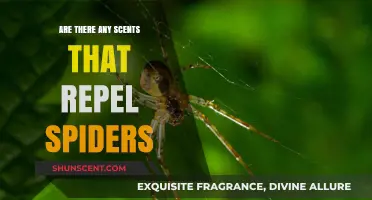 Natural Spider Repellents: Scents That Keep Spiders at Bay