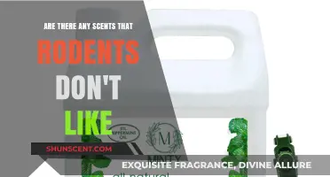 Scents Rodents Hate: Effective Aromas to Keep Pests Away