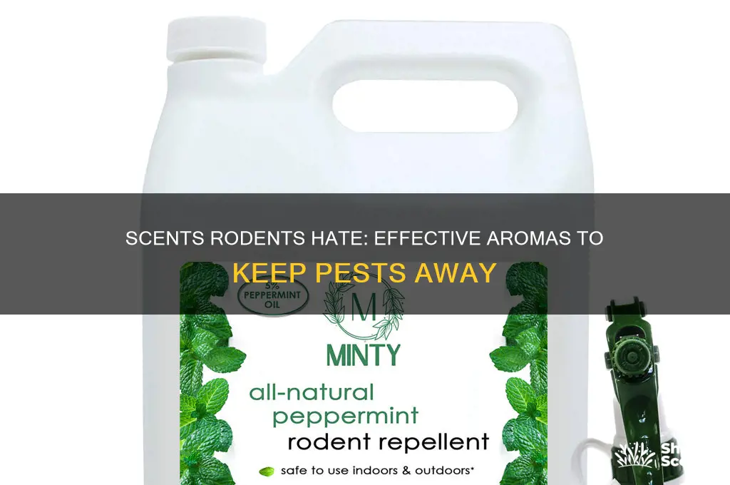 are there any scents that rodents don