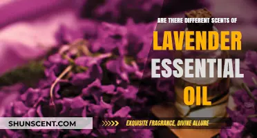 Exploring the Diverse Aromatic Varieties of Lavender Essential Oils