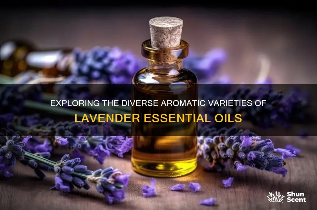 are there different scents of lavender essential oil