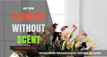 Unscented Blooms: Exploring the World of Fragrance-Free Flowers