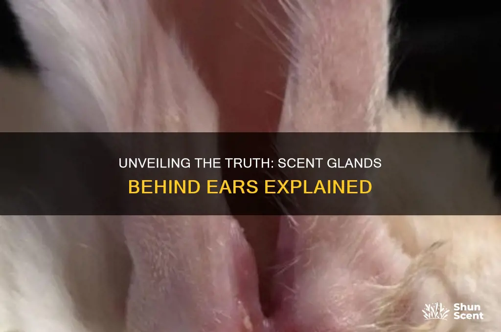 are there scent glands behind ears