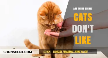 Scents Cats Hate: Uncovering Aromas Felines Find Unpleasant