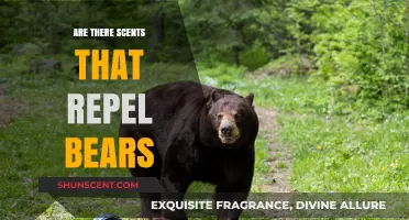 Scents to Keep Bears Away: Effective Natural Repellents Explained