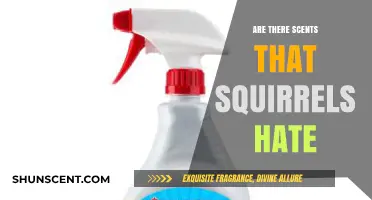 Squirrel-Proof Your Garden: Scents That Keep Squirrels at Bay