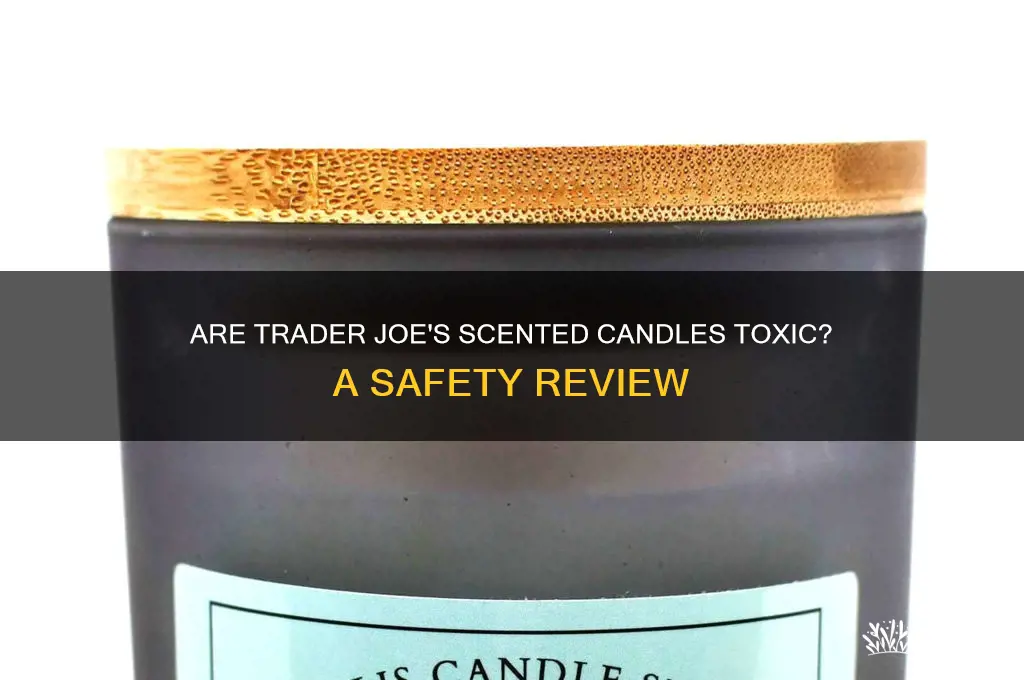 are trader joe