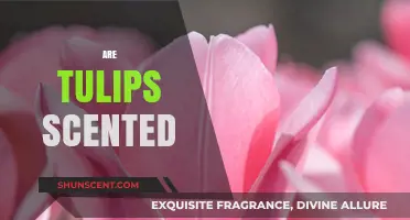 Do Tulips Have a Scent? Exploring the Fragrance of These Flowers