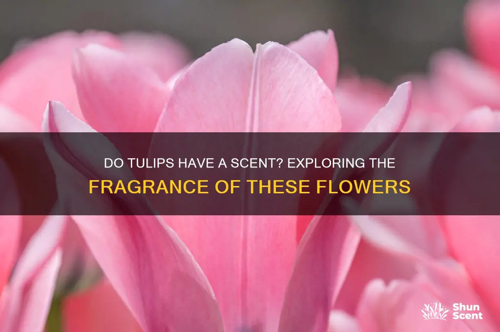 are tulips scented