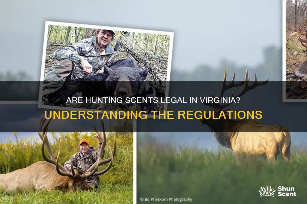 are using hunting scents illegal in virginia